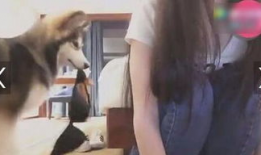 白色狗女主播