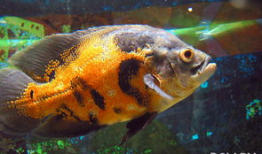 地图鱼放背景么