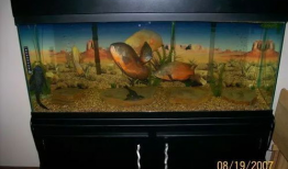 地图鱼放背景么