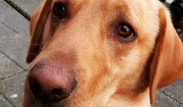 宠物搞笑片儿,宠物界的搞笑达人集结号