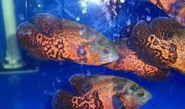 地图鱼放背景么