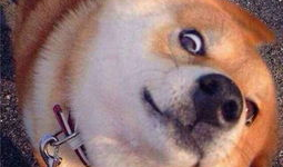 宠物搞笑片儿,宠物界的搞笑达人集结号