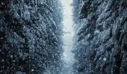 血红雪白的演员,探寻爱与复仇的交织命运