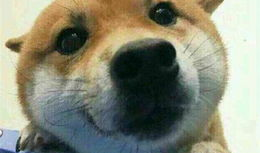 宠物搞笑片儿,宠物界的搞笑达人集结号